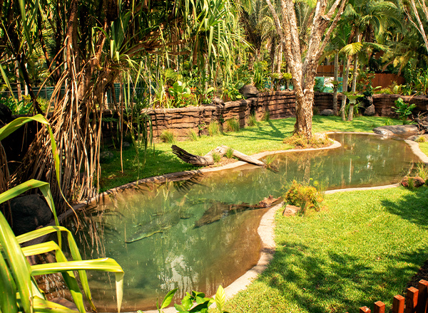 croc walk habitat